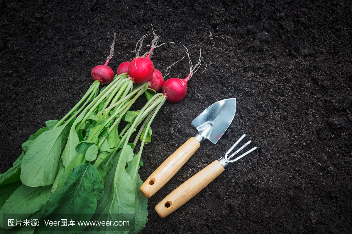 新鲜收获的萝卜和园艺工具。