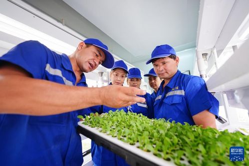 对口援疆助力戈壁兴建智慧农业植物工厂