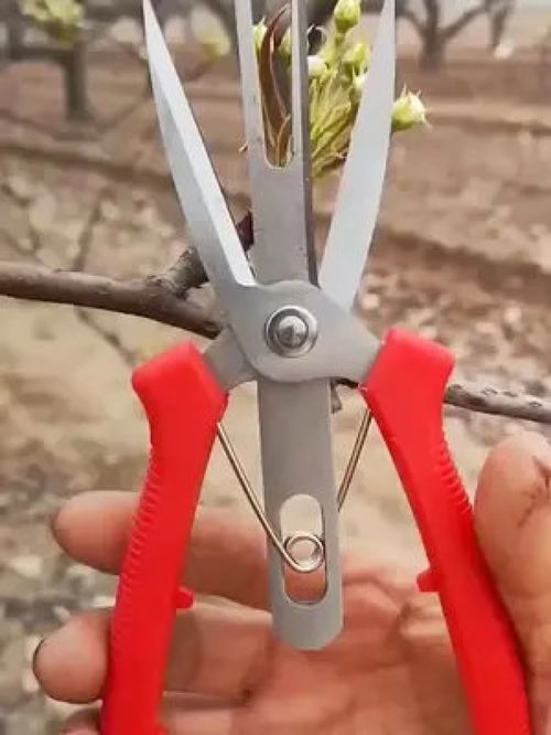 农用疏花剪刀 实用好物 园林工具 三农