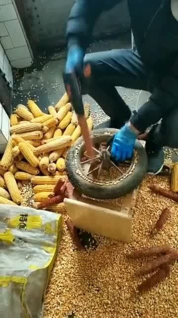 玉米太难剥 农村牛人只用了两个工具,轻松解决了这个大难题