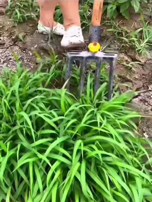 一体成型四齿翻地插秆钢叉,轻便又结实 农业种植 园林工具 田园生活 农用工具 实用好物