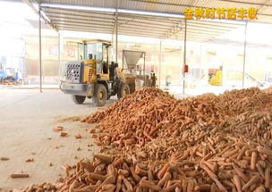 厉害啦 靖边这个镇脱水蔬菜卖到了欧美东南亚
